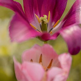Tulpe. Zwei Tulpen in Rosa, Lila und Grün. Frühling. von Alie Ekkelenkamp