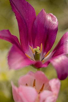 Tulipe. Deux tulipes roses, violettes et vertes. Printemps. sur Alie Ekkelenkamp