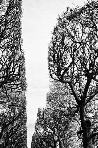 Jardin des plantes. Parijs