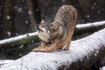 Canis lupus lupus von gea strucks