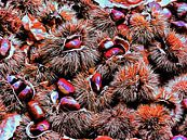 Chestnut Overload by Dorothy Berry-Lound thumbnail
