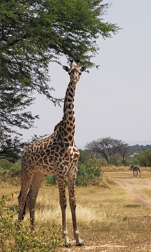 Girafe Masaï sous l'acacia près de la rivière Mara dans le Serengeti