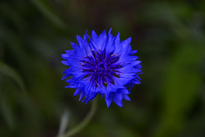 korenbloem in het park