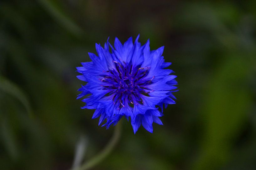 cornflower in the park by tiny brok