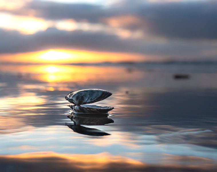 Schelp par Jeanette van Starkenburg