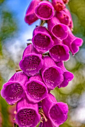 Paars vingerhoedskruid