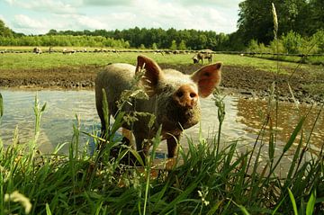curious piglet by wil spijker