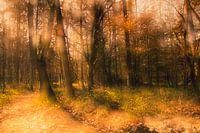 Als bomen konden praten (Verscholen Dorp)
