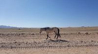 Wilde Mustang in Namibië van Celine Seelemann thumbnail