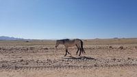 Wild Mustang in Namibia