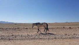 Wild Mustang in Namibia by Celine Seelemann