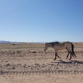 Wilde Mustang in Namibië van Celine Seelemann