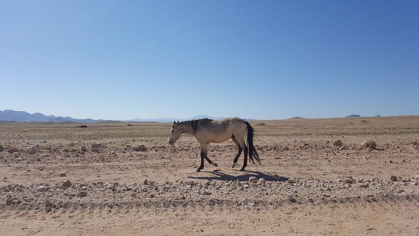Wilde Mustang in Namibië van Celine Seelemann