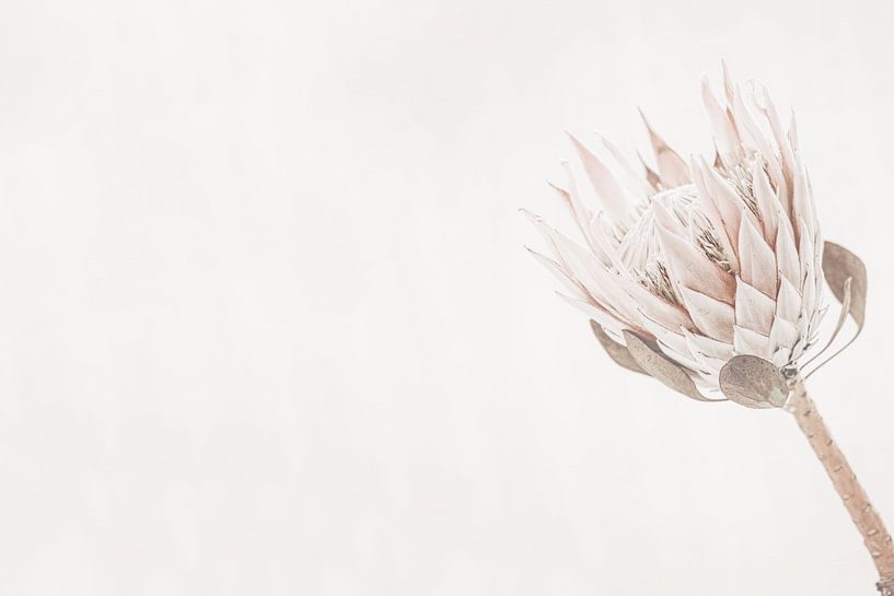 Protea on Light Background by Monika Strigel