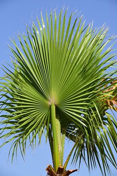 Palmboom in Sicilië van Ulrike Leone