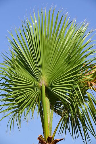 Palm tree in Sicily