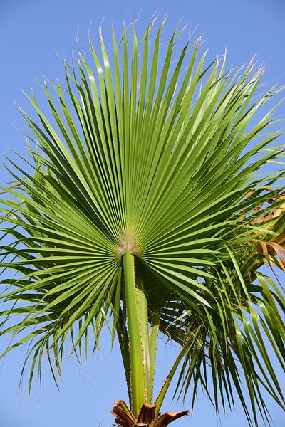 Palm tree in Sicily by Ulrike Leone