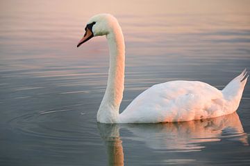 Swimming swan by Ulrike Leone