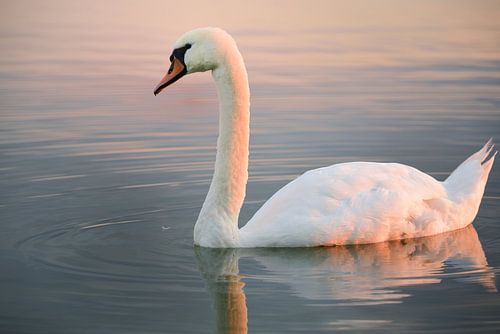 Swimming swan