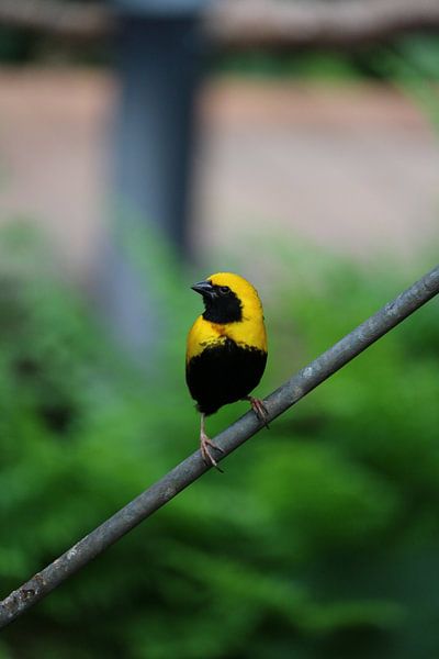 zwart en geel par Rianne de Heij