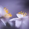 Anémones en violet sur Patricia van Kuik