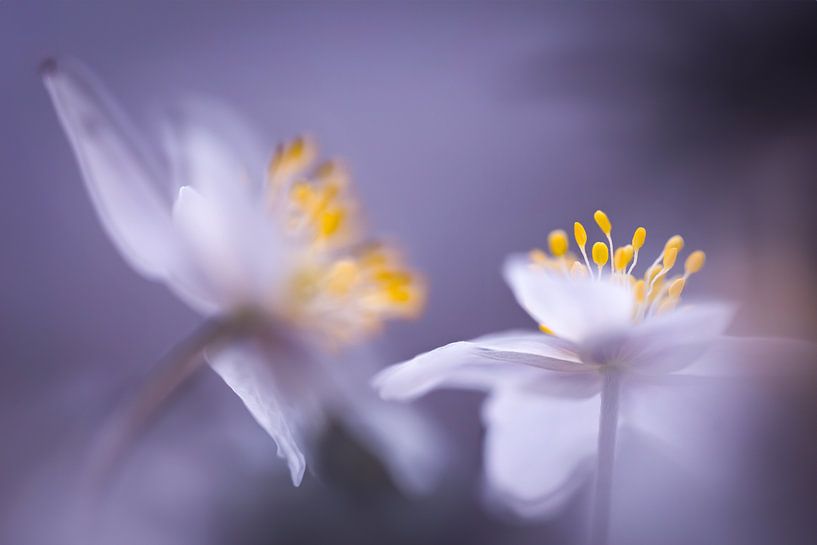 Anemones in purple by Patricia van Kuik