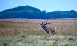 Bronze deer by Co Bliekendaal