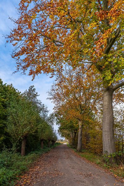 Het boeren pad met de knotwilgen in de herfst. van Els Oomis