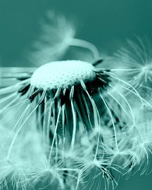 Paardebloem beeld by Falko Follert