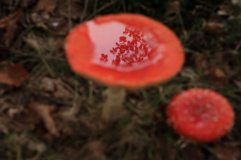 Amanite tue-mouches (Amanita muscaria), également appelée Amanite rouge Germany par Frank Fichtmüller