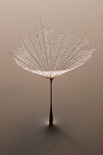 Nature morte empreinte de sérénité et d'élégance - Des lignes délicates inspirées de la nature sur Marjolijn van den Berg