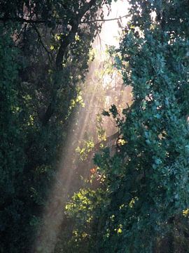 Lumière du soleil entre les arbres sur Gera Wijlens