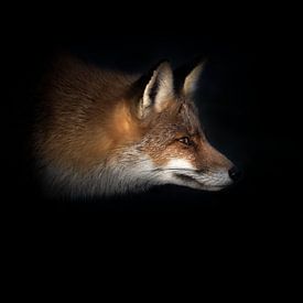 Fox in the light by Herbert van der Beek
