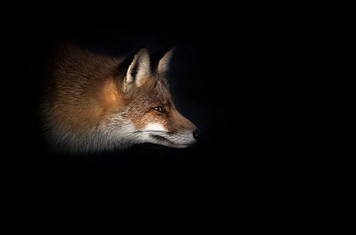 Fox in the light by Herbert van der Beek