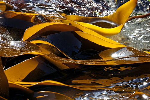 Kelp