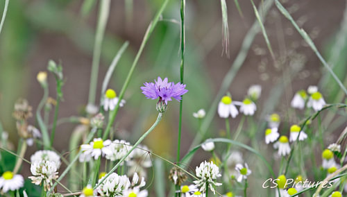 Kornblume in Kamille