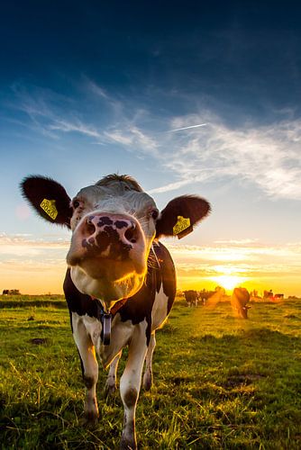 NeugierigeKuh 