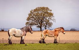 Draught horses by Rob Boon