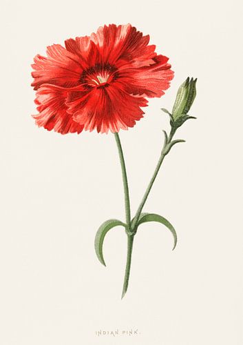 Frederick Edward Hulme - Rose indien