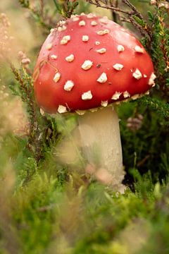 Red mushroom with dots. by Alie Ekkelenkamp