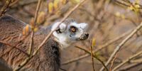 Ringtail Lemur in the morning