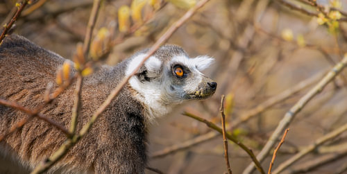 Ringtail Lemur in the morning