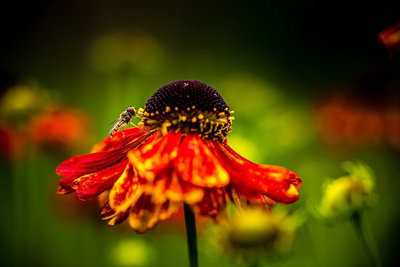 Rood gele echinacea van Ruud Overes