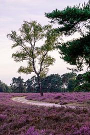 Sunset over a heather landscape by Sjoerd van der Wal Photography