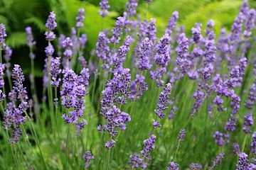 lavender scent