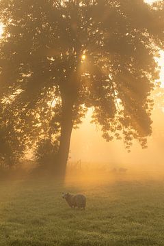 Grazende schapen op een mistige ochtend