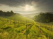 South Styrian Wine Route by Rainer Mirau thumbnail