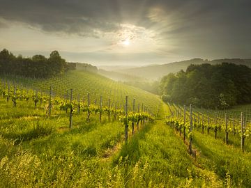 South Styrian Wine Route by Rainer Mirau