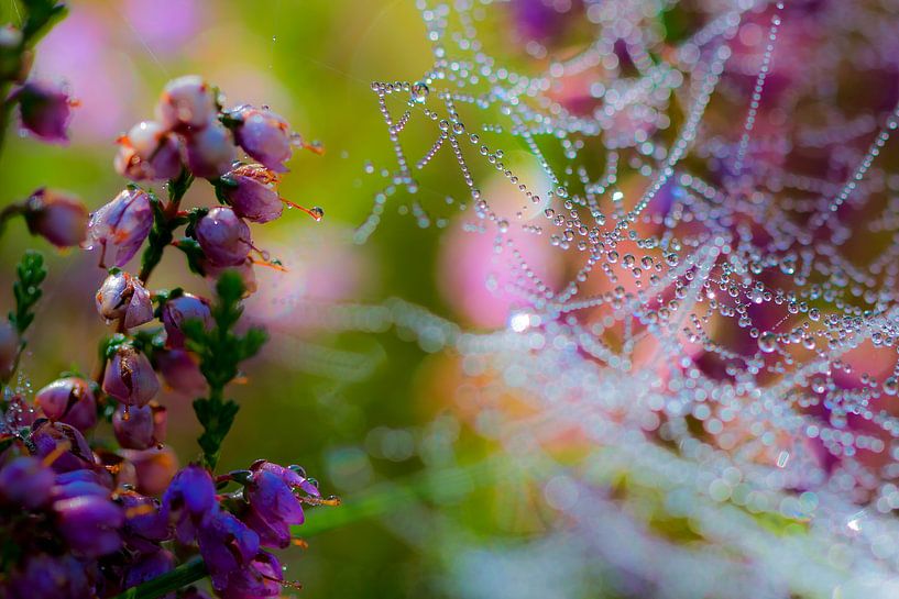 Spinnenweb met dauw op bloeiende heideplant by Mark Scheper