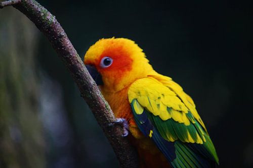 Parrot on a branch
